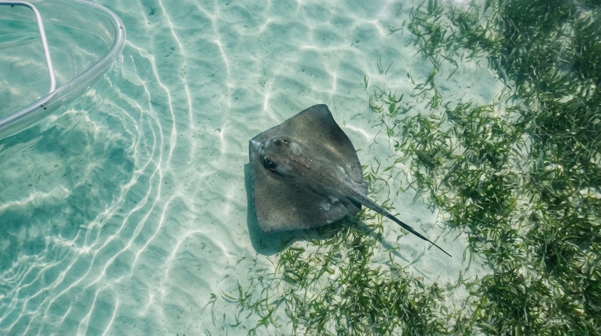 A stingray gliding beneath a clear-hull kayak, part of the condado lagoon wildlife visible in San Juan, Puerto Rico